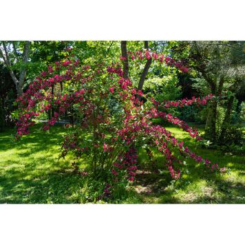 SOLITÄR PRAKTTRY BRISTOL RUBY 125-150CM