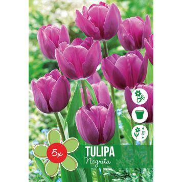 HÖSTLÖK TULIPA NEGRITA 5ST