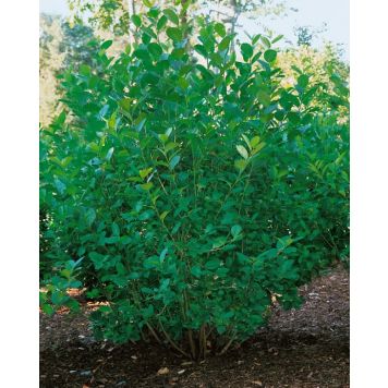 HÄCK SLÅNARONIA ELATA GOLIAT 60-100CM 50-PACK