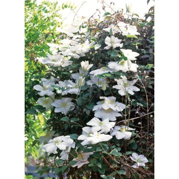 KLÄTTERVÄXT VIT LANUGINROSA KLEMATIS 