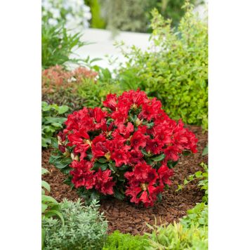 RHODODENDRON REVALPROS BADEN BADEN RÖD 15-20CM KRUKODLAD