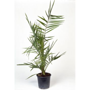 DADELPALM 70-80CM