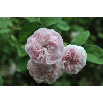 BUSKROS ROSA MAIDENS BLUSH 1-PACK 