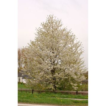 HÖGSTAMSTRÄD FÅGELBÄR VIT 250CM STAMOMFÅNG 6-8CM