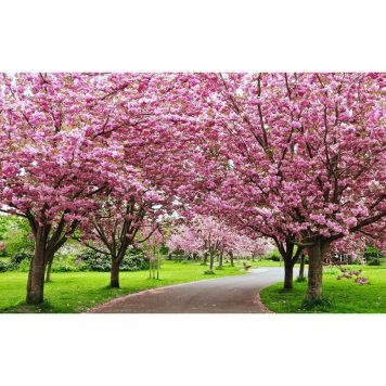 HÖGSTAMSTRÄD JAPANSKT PRYDNADSKÖRSBÄR ROSA 400CM 8-12CM