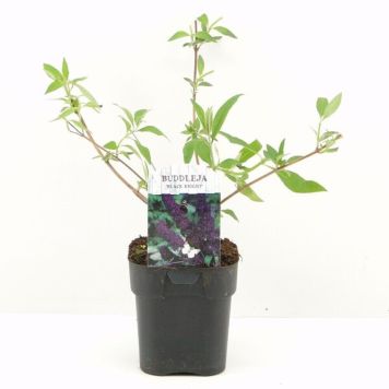 SYRENBUDDLEJA BLACK KNIGHT I KRUKA 17CM