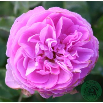 BUSKROS ROSA LOUISE ODIER 1-PACK