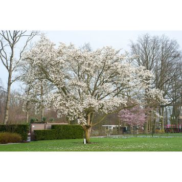 HÖGSTAMSTRÄD JAPANSK MAGNOLIA VIT 280-300CM STAMOMFÅNG 8-10CM