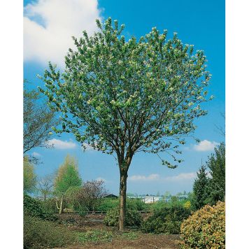 ALLÈTRÄD NÄVERHÄGG 250CM STAMOMFÅNG 10-12CM