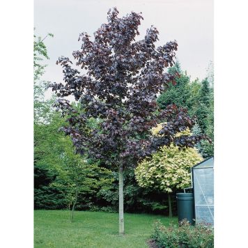 HÖGSTAMSTRÄD SKOGSLÖNN PURPUR 250-300CM STAMOMFÅNG 6-8CM