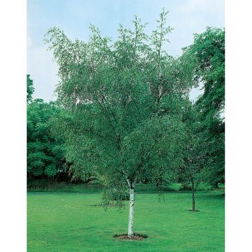 HÖGSTAMSTRÄD VÅRTBJÖRK GRÖN 350-400CM STAMOMFÅNG 8-10CM