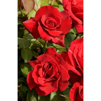 STORBLOMMIG ROS ROSA EROTIKA 1-PACK