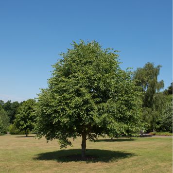 HÖGSTAMSTRÄD SKOGSLIND GRÖN 300-350CM STAMOMFÅNG 8-10CM