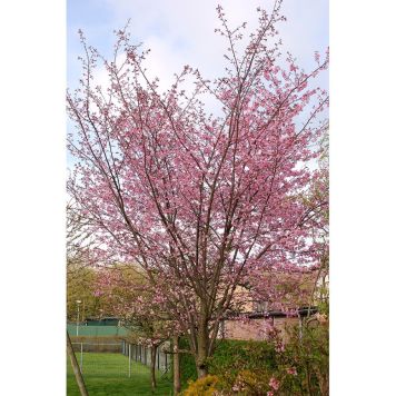 HÖGSTAMSTRÄD BERGKÖRSBÄR ROSA 220-250CM STAMOMFÅNG 6-8CM