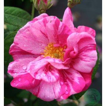 BUSKROS ROSA MUNDI 1-PACK