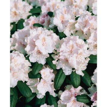 RHODODENDRON SCHNEEKRONE VITROSA 25-30CM KRUKODLAD 5-PACK