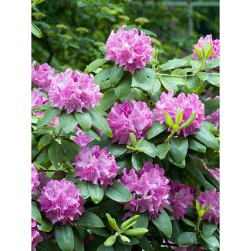 RHODODENDRON PARK ROSEUM ELEGANS LILA 40-50CM KRUKODLAD 10-PACK
