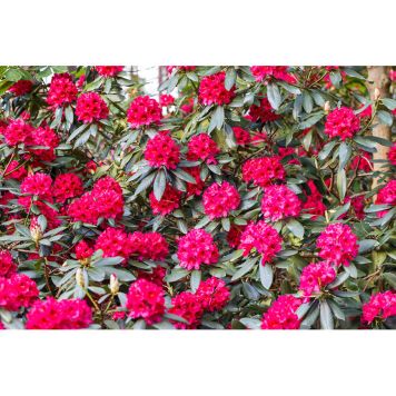 RHODODENDRON PARK NOVA ZEMBLA RÖDROSA 40-50CM KRUKODLAD 5-PACK