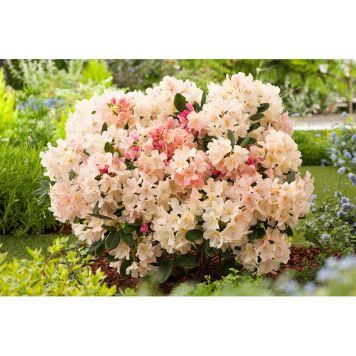 RHODODENDRON PERCY WISEMAN ROSA 25-30CM KRUKODLAD 5-PACK