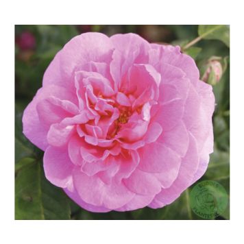 BUSKROS ROSA GERTRUDE JEKYLL1-PACK 