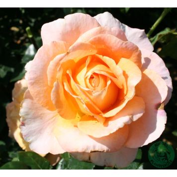 STORBLOMMIG ROS SCENTED MEMORY