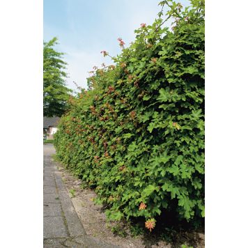 HÄCK NAVERLÖNN 50-80CM 10-PACK BARROT