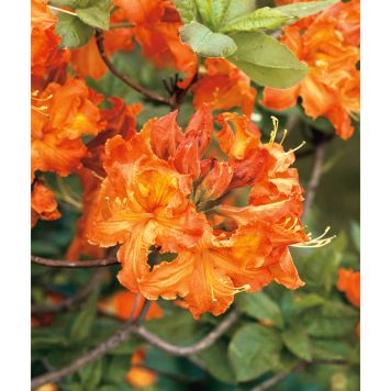 AZALEA KNAPHILL GIBRALTAR RÖDORANGE 30-40CM KRUKODLAD 5-PACK