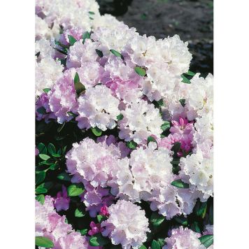 RHODODENDRON SILBERWOLKE VITROSA 25-30CM KRUKODLAD 5-PACK