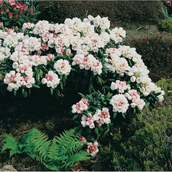 RHODODENDRON KOICHIRO WADA ROSAVIT 20-25CM KRUKODLAD 5-PACK