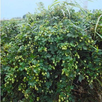 KLÄTTERVÄXT HUMLE NORDBRAU VIT KRUKODLAD 1-PACK