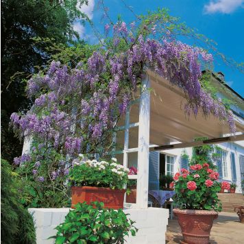 KLÄTTERVÄXT WISTERIA "BLUE MOON" 1-PACK