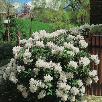 RHODODENDRON PARK CUNNINGHAMS WHITE VIT 30-40CM KRUKODLAD 5-PACK