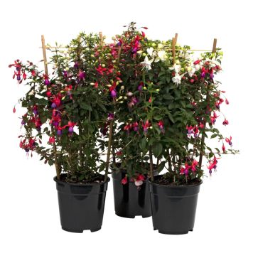FUCHSIA PÅ SPALJE KRUKA 19CM