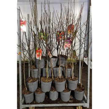 BÄRBUSKE FRUKT OCH BÄR OLIKA SORTER KRUKA 26CM