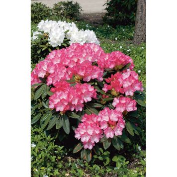 RHODODENDRON HYBRID FANTASTICA ROSARÖD 25-30CM KRUKODLAD