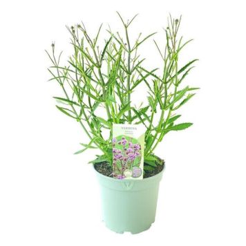 JÄTTEVERBENA LOLLIPOP KRUKA 17CM