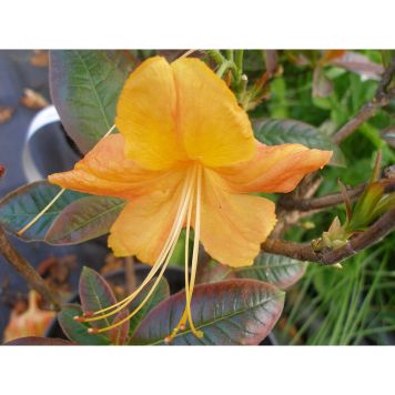 AZALEA KNAPHILL KLONDYKE ORANGE/GUL 30-40CM KRUKODLAD
