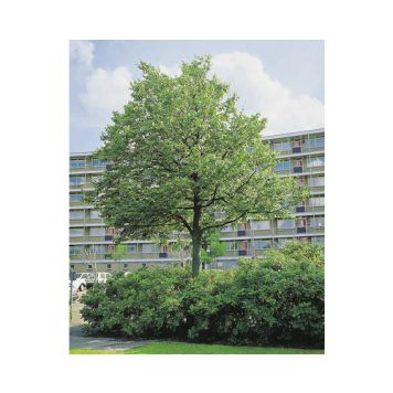 SKOGSLIND GREENSPIRE CO 150-200CM