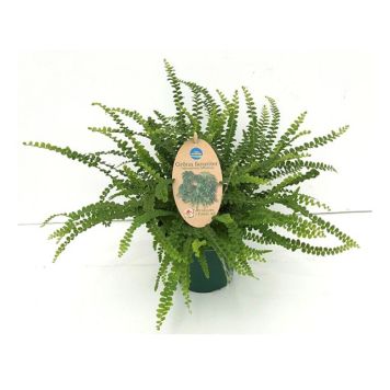 ORMBUNKE OLIKA SORTER KRUKA 12CM