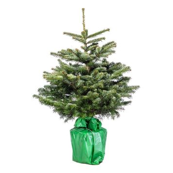 GRAN I KRUKA 100-125CM KUNGSGRAN