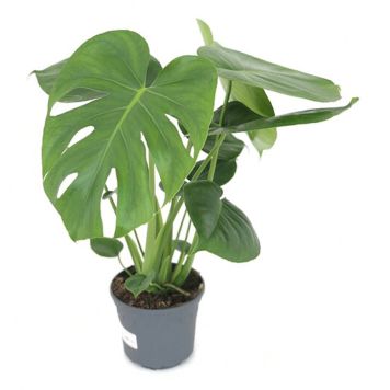 MONSTERA DELICIOSA KRUKA 14CM