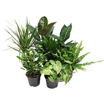 GRÖN VÄXT OLIKA SORTER KRUKA 12CM