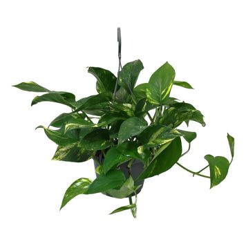 GULLRANKA I AMPEL 15CM