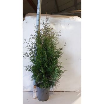 THUJA BRABANT KRUKA 80-100CM