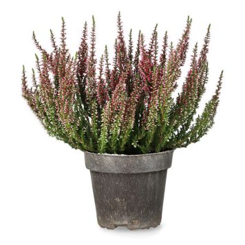 LJUNG OLIKA FÄRGER KRUKA 12CM 