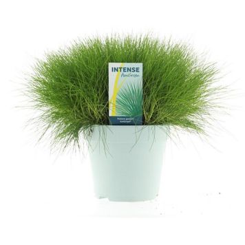 BLÅSVINGEL AMIGREEN KRUKA 17CM
