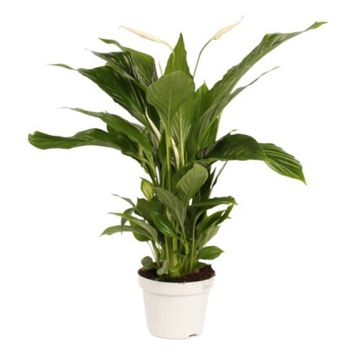 FREDSKALLA KRUKA 13CM