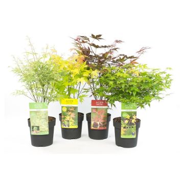 JAPANSK LÖNN KRUKA 15CM