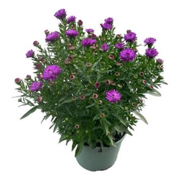 ASTER OLIKA FÄRGER KRUKA 17CM