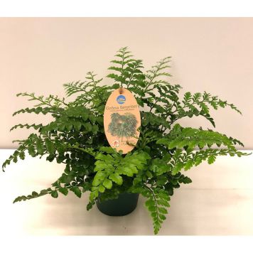 SVARTBRÄKEN KRUKA 13CM 